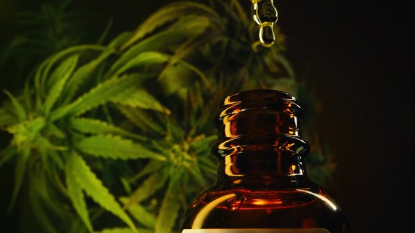 Effet du chanvre sur le cerveau : apaisement et protection neuro !